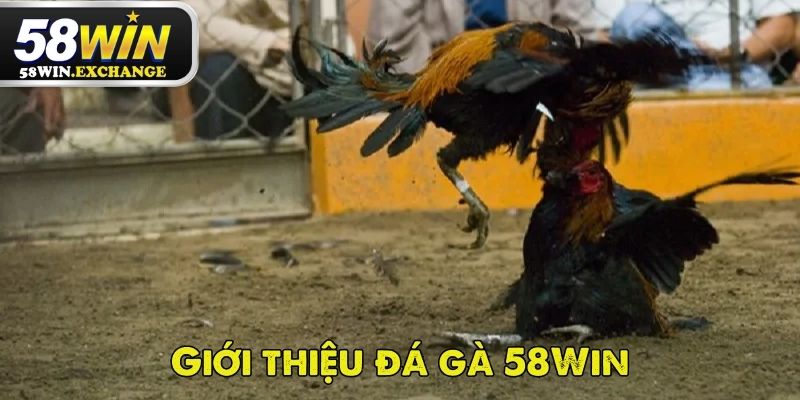 Đá gà 58Win là sảnh cực kỳ chất lượng