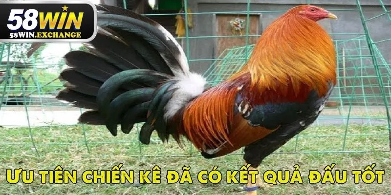 Kinh nghiệm chọn kèo đá gà cựa dao hiệu quả