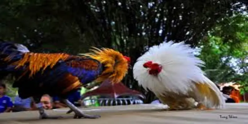 Trải nghiệm hình ảnh HD sắc nét, âm thanh sống động chân thực